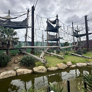 Sumatran Orangutan Exhibit