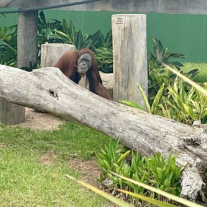 Maimunah (Sumatran Orangutan)