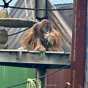 Santan (Sumatran Orangutan)