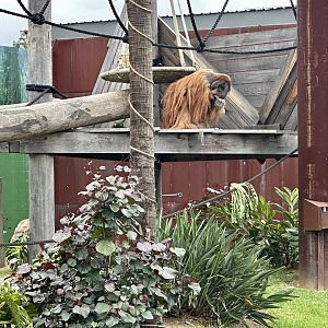 Santan (Sumatran Orangutan)