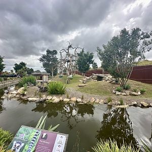 Ring-tailed Lemur Exhibit