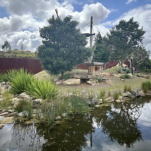 Ring-tailed Lemur Exhibit