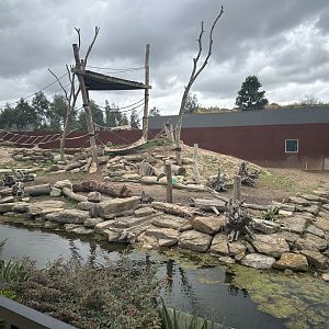 Hamadryas Baboon Night House