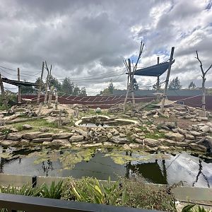 Hamadryas Baboon Exhibit