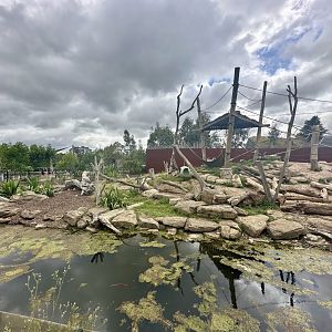 Hamadryas Baboon Exhibit