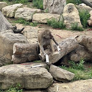 Hamadryas Baboon Enrichment