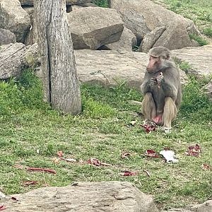 Hamadryas Baboon (Adolescent Male)