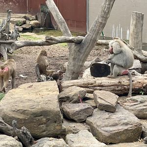 Hamadryas Baboon Family