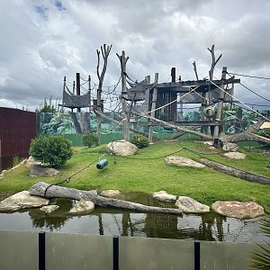 Tufted Capuchin Exhibit