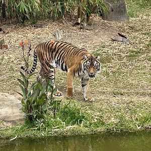 Tiger (Panthera tigris)