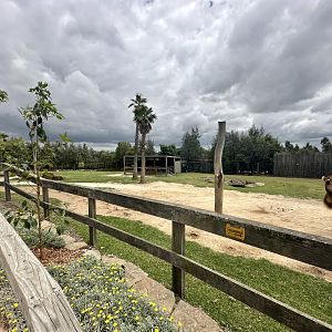Dromedary Camel Exhibit