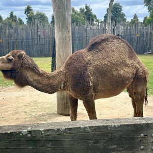 Dromedary Camel (Cow)