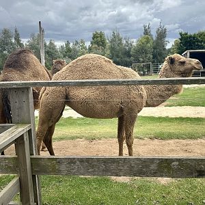 Dromedary Camel (Cow)