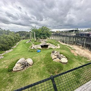 African Lion Exhibit