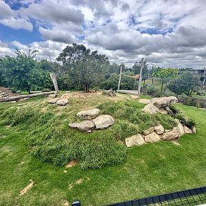 African Lion Exhibit