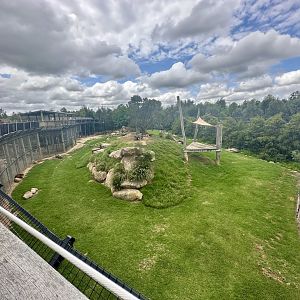 African Lion Exhibit
