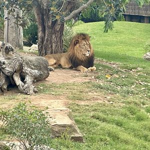 African lion (Panthera leo)