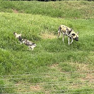 African Wild Dog Exhibit