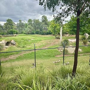 African Wild Dog Exhibit