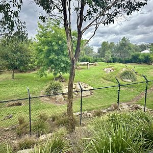 African Wild Dog Exhibit