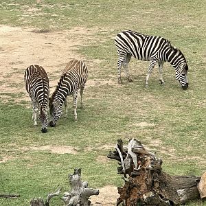 Plains zebra (Equus quagga)