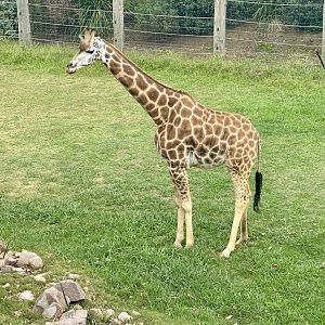 Giraffe (Giraffa camelopardalis)