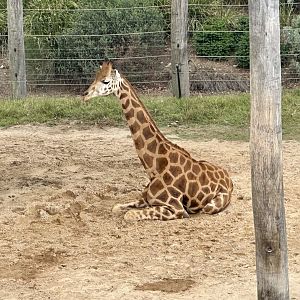 Giraffe (Giraffa camelopardalis)
