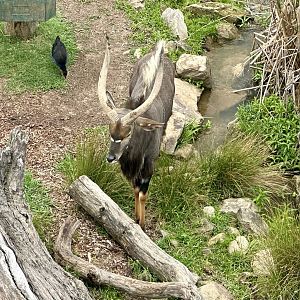 Lowland Nyala (Bull)