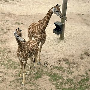 Giraffe (Giraffa camelopardalis)