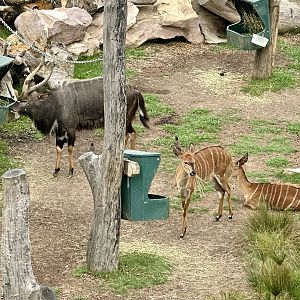 Lowland Nyala Herd