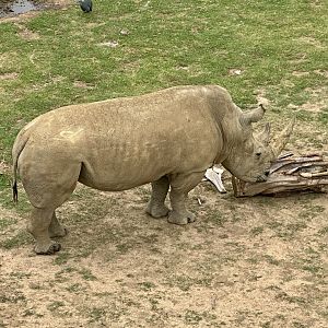 Tino (Southern White Rhinoceros Bull)