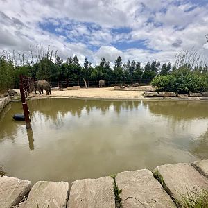 Asian Elephant Pool