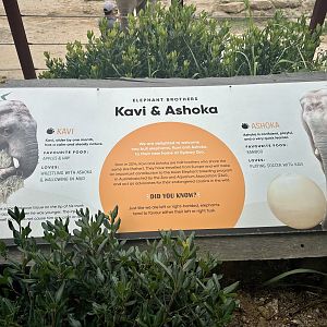 Asian Elephant (Name Signage)