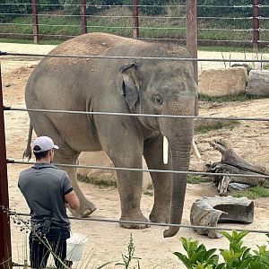 Kavi (Asian Elephant)