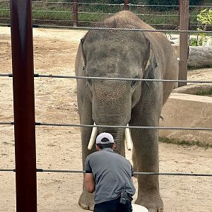 Kavi (Asian Elephant)