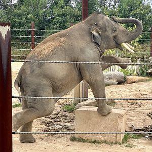 Kavi (Asian Elephant)