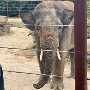 Ashoka (Asian Elephant)