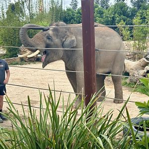 Ashoka (Asian Elephant)