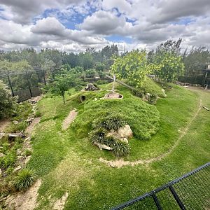 Spotted Hyena Exhibit