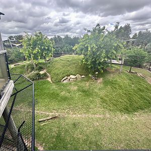 Spotted Hyena Exhibit