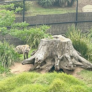 Spotted Hyena Inspecting Den