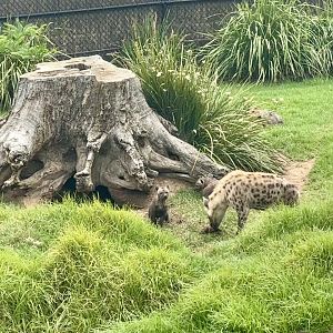 Spotted Hyena With Twins