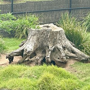 Spotted Hyena Twin Cubs