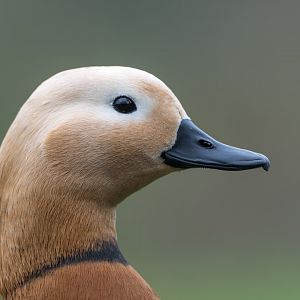 Ruddy Shelduck, Beale Park, UK