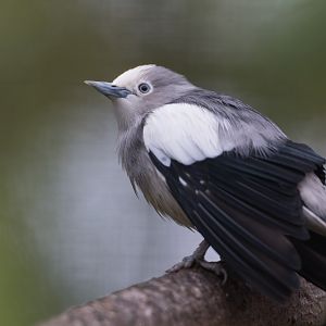 White Shouldered Starling, Beale Park, UK