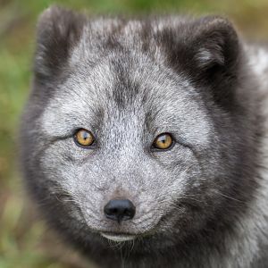 Arctic Fox, Beale Park, UK