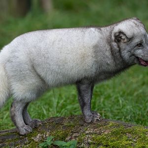 Arctic Fox, Beale Park, UK