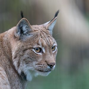 Carpathian Lynx (m), Beale Park, UK