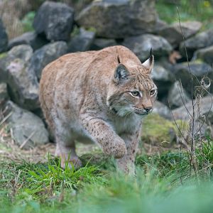 Carpathian Lynx (m), Beale Park, UK