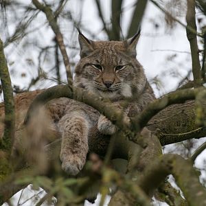 Carpathian Lynx, Beale Park, UK
